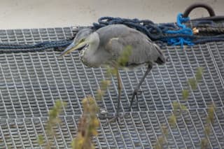 Reiger op aanlegsteiger.