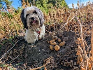 Vergeten aardappels of...?