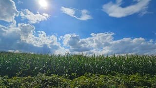 Mais staat meters hoog