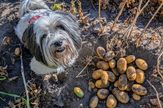 Aardappels
