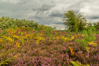 Kampina Heide