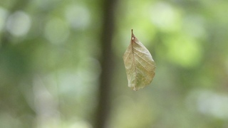 Bladeren vallen, soms in een web