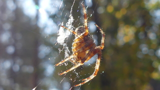 Herfsttijd is spinnentijd