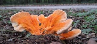 Fraaie oranje zwam 