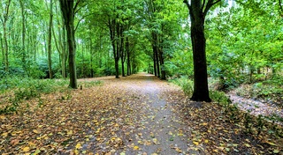 De meteorologische herfst is begonnen.
