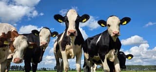 Nieuwschierige koeien en een blauw bewolkte lucht 