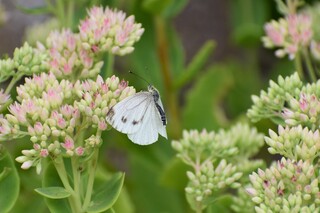 Het waren nog prachtige vlinder temperaturen , maar de wind zou hem bijna doen wegwaaien.