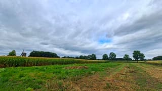 plukje blauwe lucht in Tilligte vanmiddag, 13.26 uur, de mais die staat nog, en molen op de achtergrond