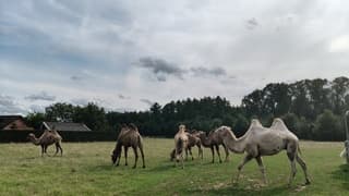 Afwisseling van zon, wolken en kamelen