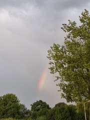 Regenboog