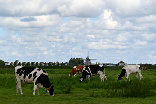 koeien, wolken en 2e broekermolen