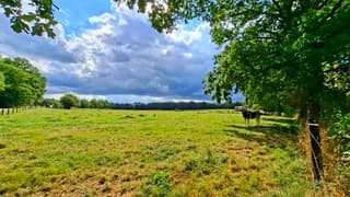 Stier in weiland met op achtergrond bui in de verte, locatie Agelo, tijdstip foto 14.10 uur