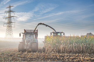 Mais hakselen in de mist