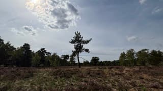 Zon en heide
