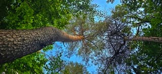 Mooi wandelweer in het bos 