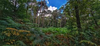 Mooi in het bos vandaag 