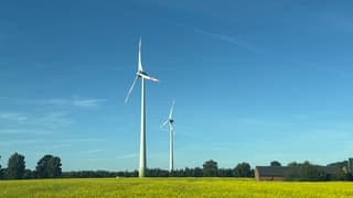 Gele bloemen en windmolen
