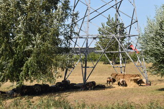 Meeste schapen zoeken de schaduw op vandaag