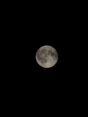 Volle maan