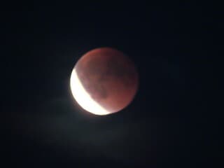 bloedmaan 