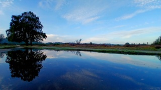 Ochtendwandeling op de heide