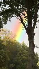 Regenboog tussen de bomen