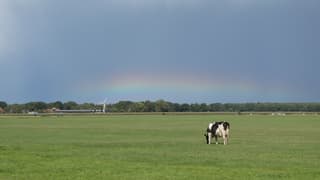 Een koe en een regenboog  
