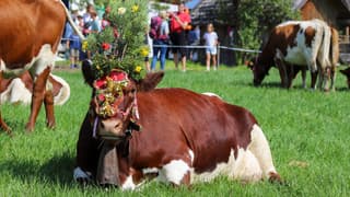 Prachtig weer tijdens de almabtrieb in Oostenrijk 