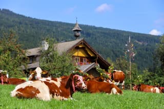 Alle koeien zijn vandaag uit de bergen gehaald ivm de aankomende winter. 