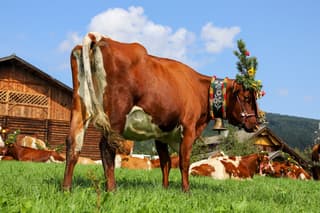 Mooi weer tijdens de almabtrieb 