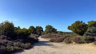 “ Purple Heath & Blue Skies “