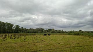 Zwarte koeien aan het grazen bij een grijs bewolkt weer