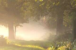 Ochtendgloren