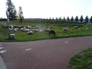 schapen