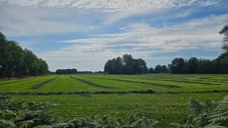 Gras licht te drogen op het land