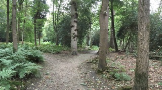 Donker in het bos