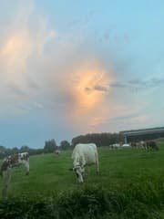 Zonsondergang (soort van)