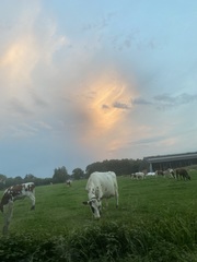 Zonsondergang (soort van)