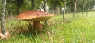 Herfst
