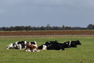 Koeien in het herfstzonnetje
