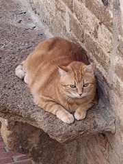 Kater