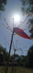 zonnige herfst 