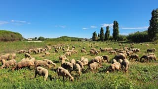 Kudde schapen in het binnenland van de Costa Brava 