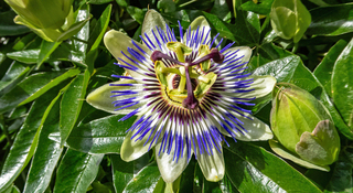 Passiebloem in bloei