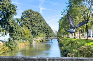 Zon, sluierwolken en een wegvliegende duif. 