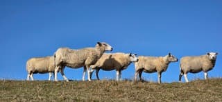 Strak blauwe lucht en zon boven deze schapen vanmiddag 