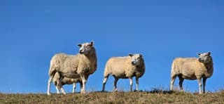 Strak blauwe lucht boven schapen in de provincie Groningen 