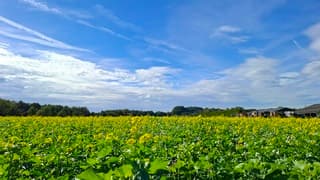 Bewolking, blauwe lucht en gele bloemen (naam even kwijt) vanmiddag in Zelhem