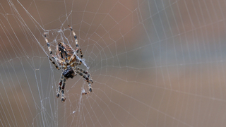 September spinnenmaand