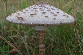 Prachtige Parasolzwam in Froombosch